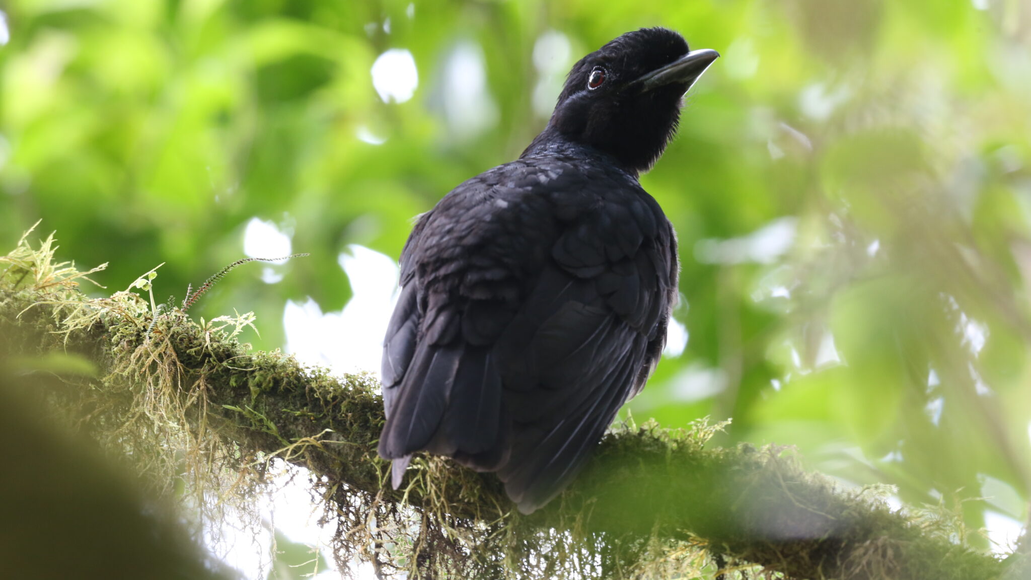 Bare-necked Umbrellabird Conservation in Costa Rica | UCAN